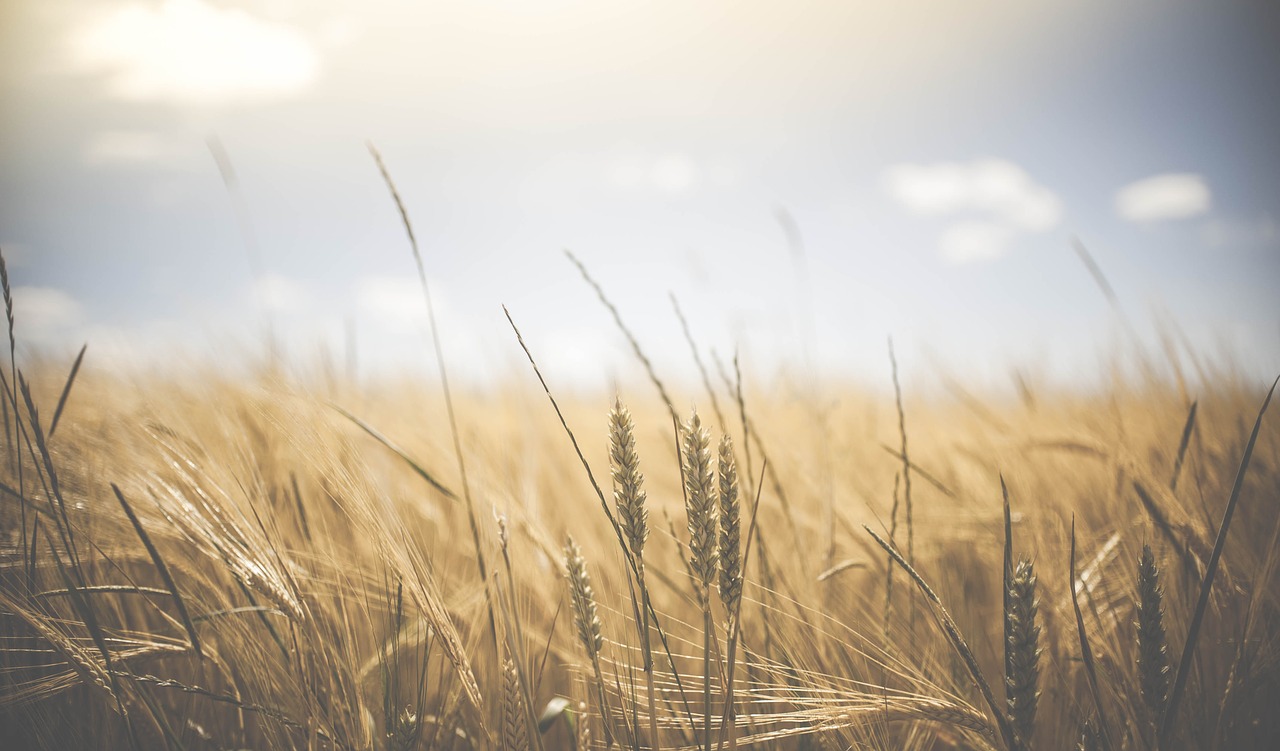 agriculture-1845835_1280.jpg